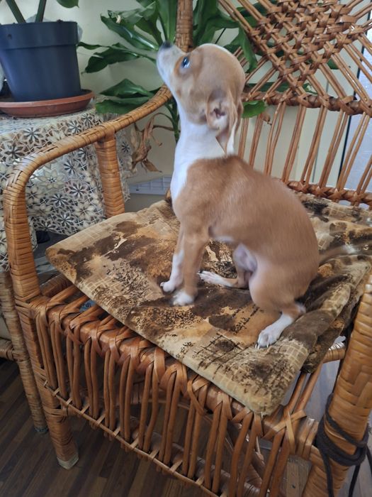 Чихуа хуа момченце търси своето семейство