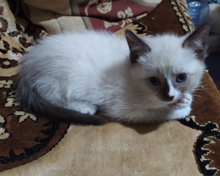 Отдам котенка.   Кошечка.   В хорошие руки.