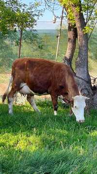 Vând Vaca baltata românească cu vitel garantata la 30 de litri de lapt