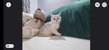 British shorthair chinchila