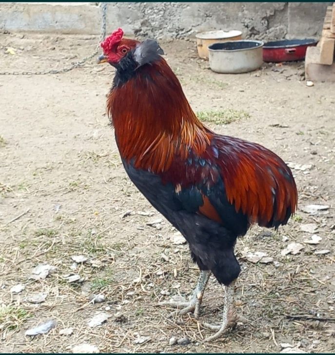 Vand oua de la gaini  araucana