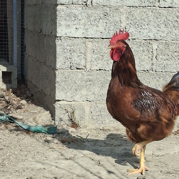 Xuroz sotaman.   Куры петухи