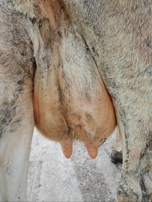 Vând vaca fătată recent