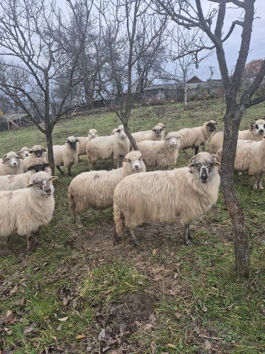 Vând oi turcane gestante