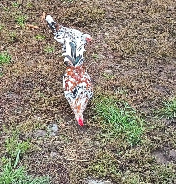 Vând cocoșei mii de flori