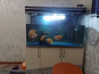 Продам аквариум с рыбками и тумбой под аквариум
