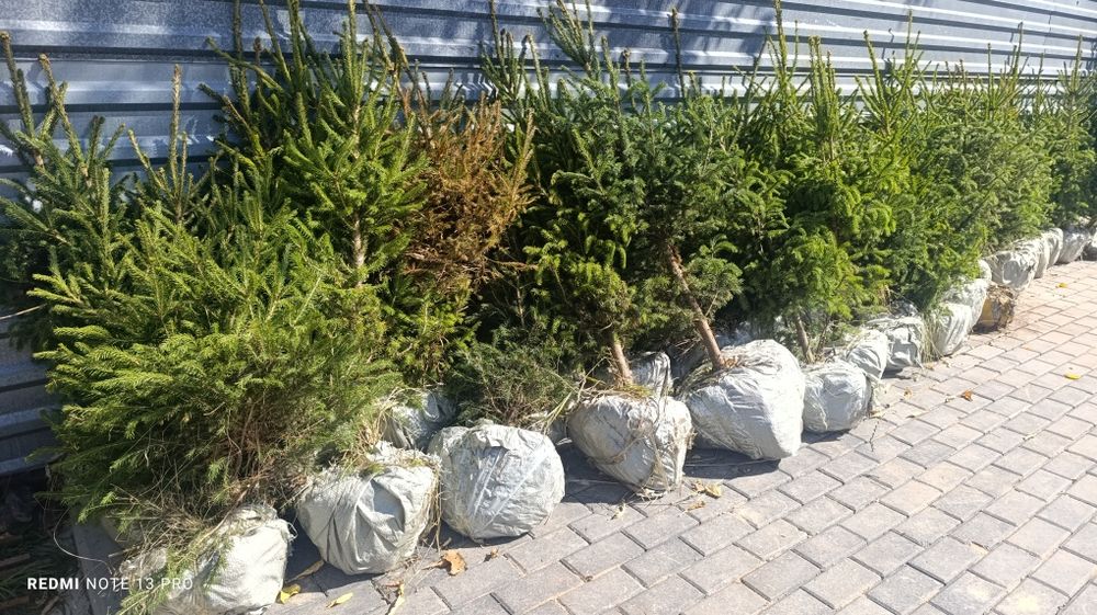 Саженцы Ели в Астане