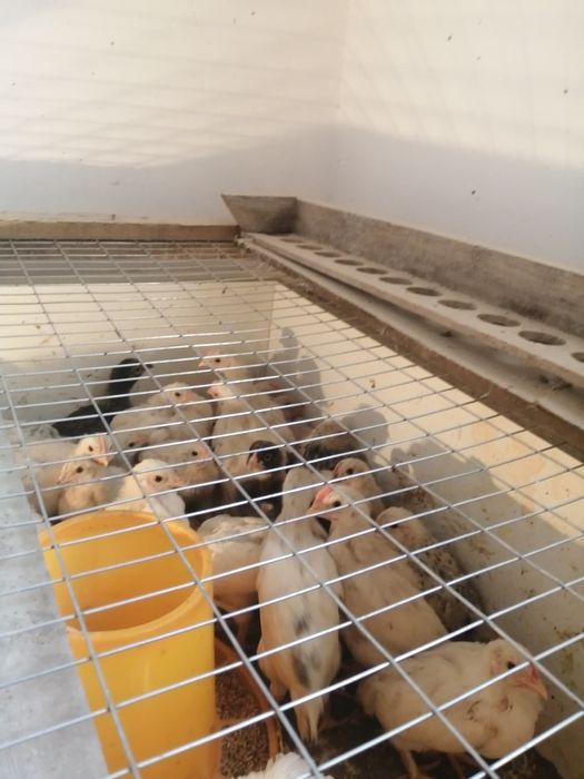 Птицы, курицы, цеплятадята