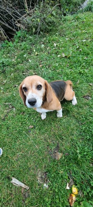 Donez Beagle femela