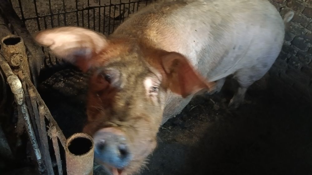 Продам хряка на племя породы Дюрок .