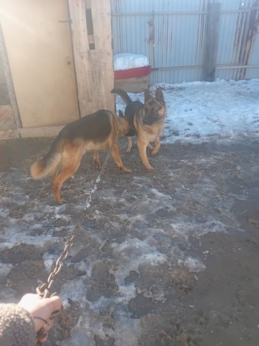 Предлагаю кобелья на вязку