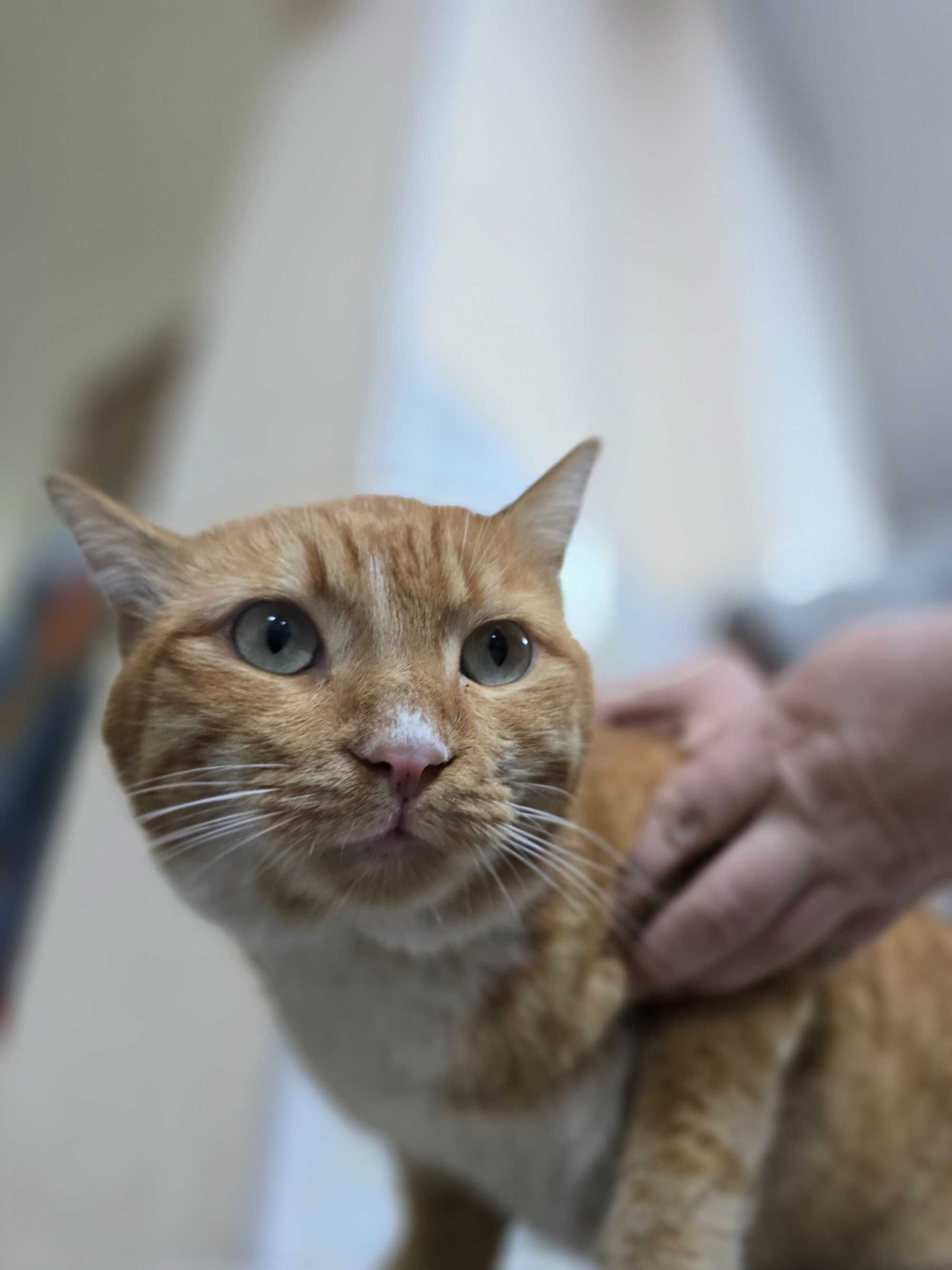 Рыжий кот, мальчик