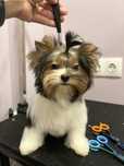 Biewer yorkie / Бивър Йорки