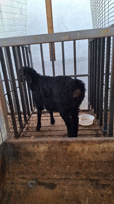 Qo'y qafasi sotiladi