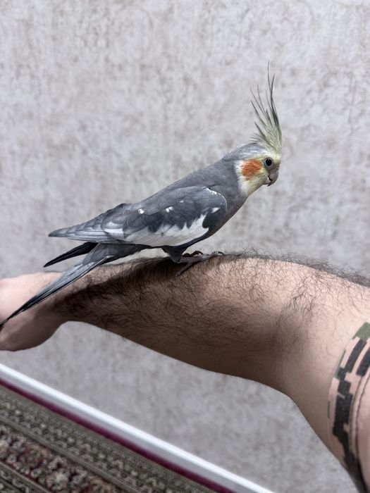 Ручный попугай корелла