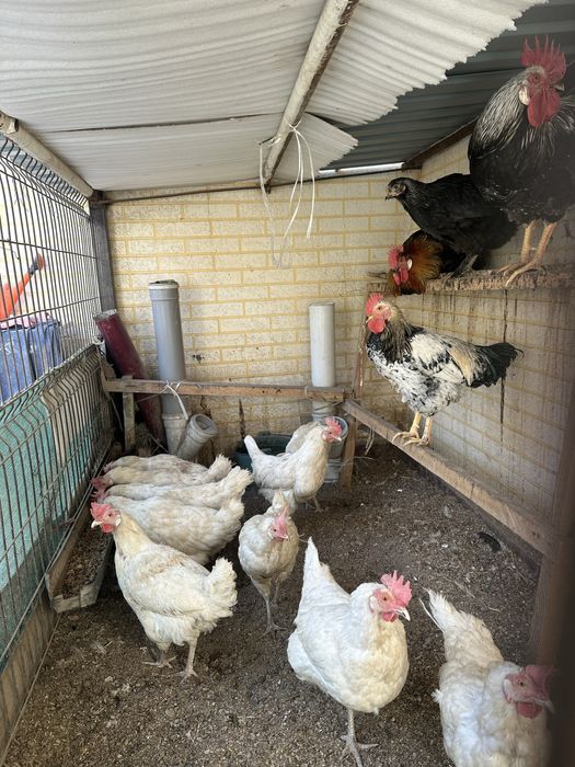 Породистые петухи