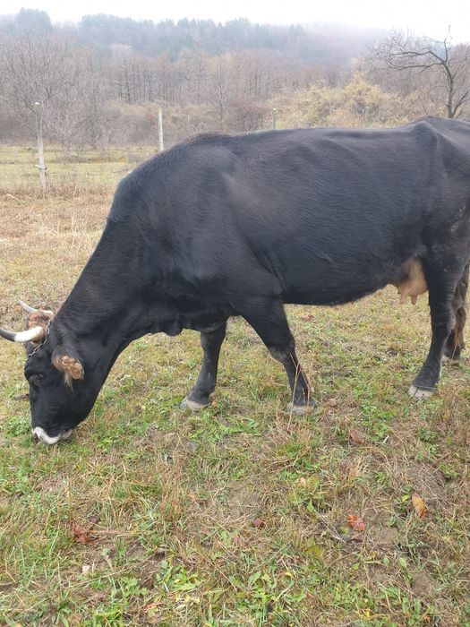 Vaca Angus, vaca la a 3a fătare și Taur