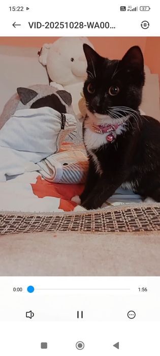 Бесплатно Пишите звоните