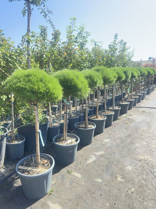 Plante ornamentale