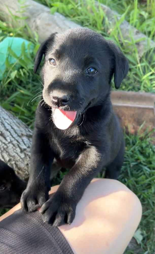 Labrador retriever femela