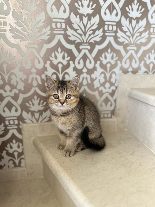 Британски котета