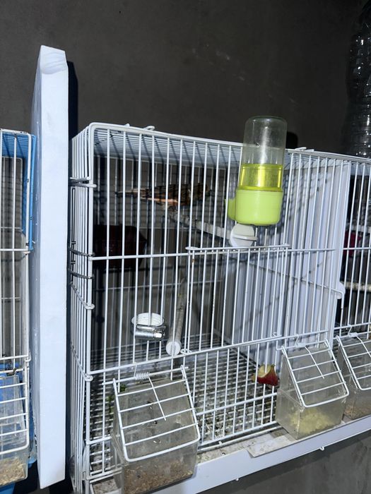 Kanareyka krasniy shmel va ikkta maladoy