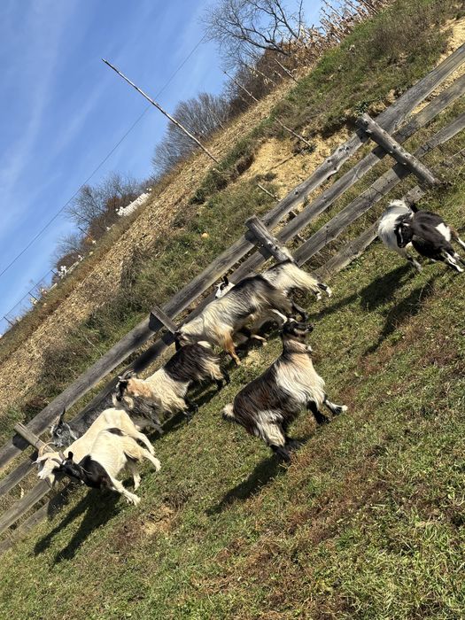 De vanzare tot ce se vede