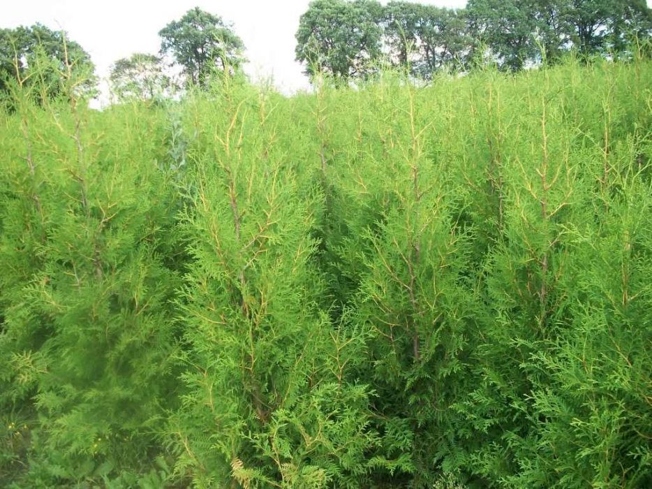 Tuia columnaris, smaragd, brabant, leylandii ( gard viu vesnic verde)