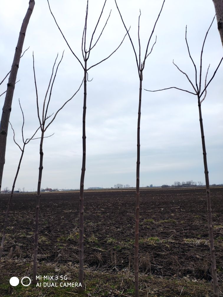 Puiet de Paulownia