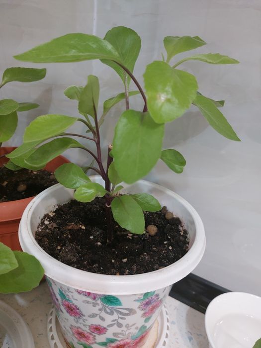 Джинура (гинура)  от сахарного диабета