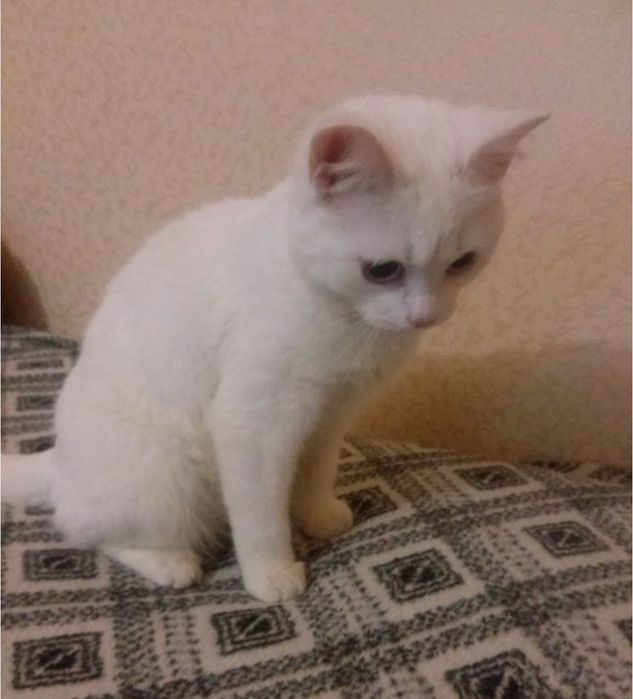 Чистокровная британская шиншилла 4 месяца мальчик коби