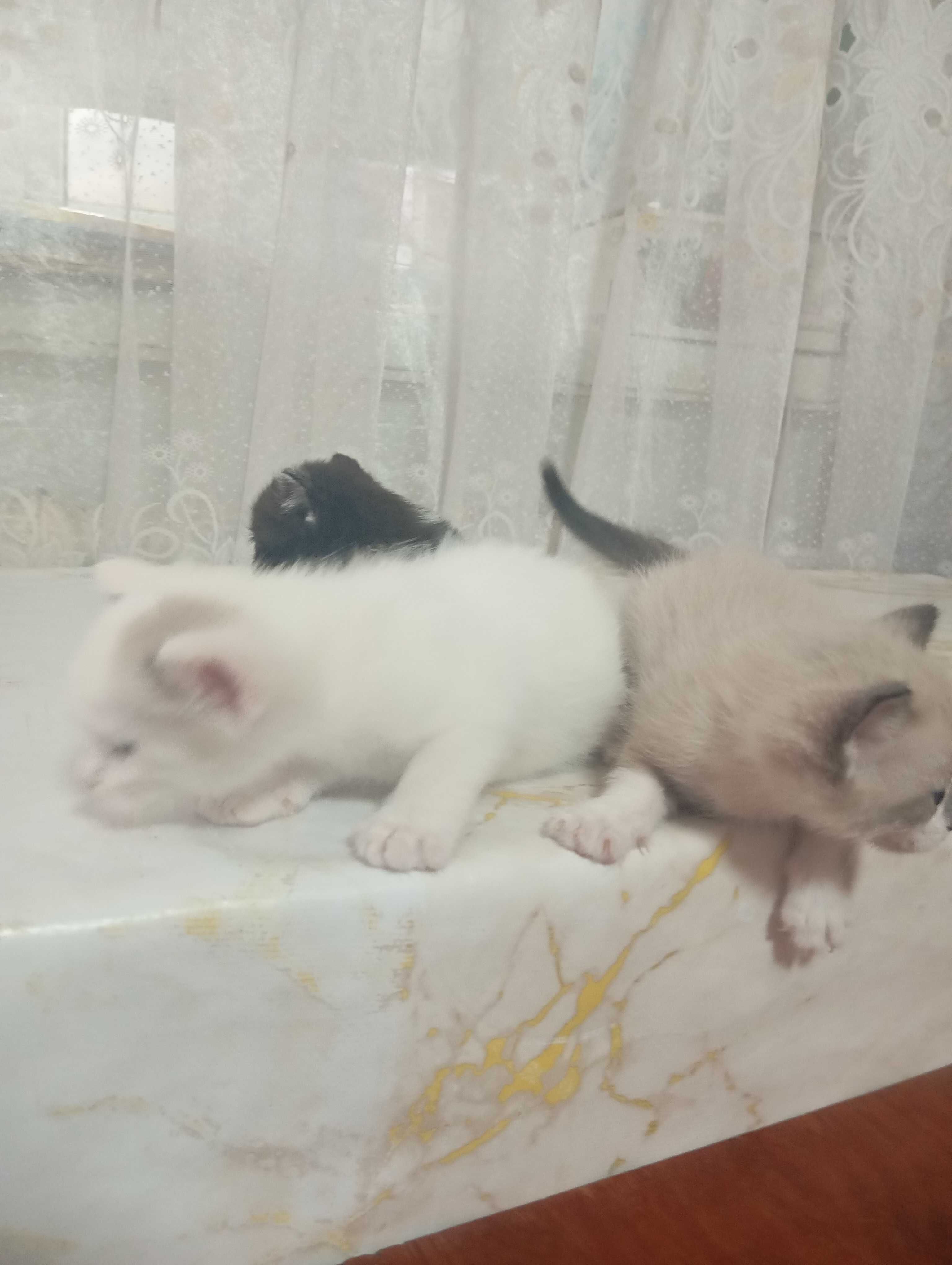 Милые котята в добрые руки