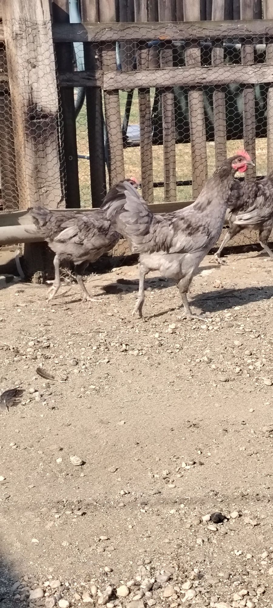 Australorp rasă pură