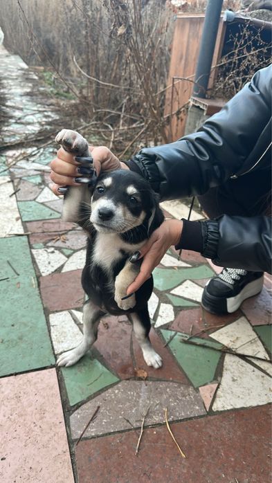 Щенята ищут дом