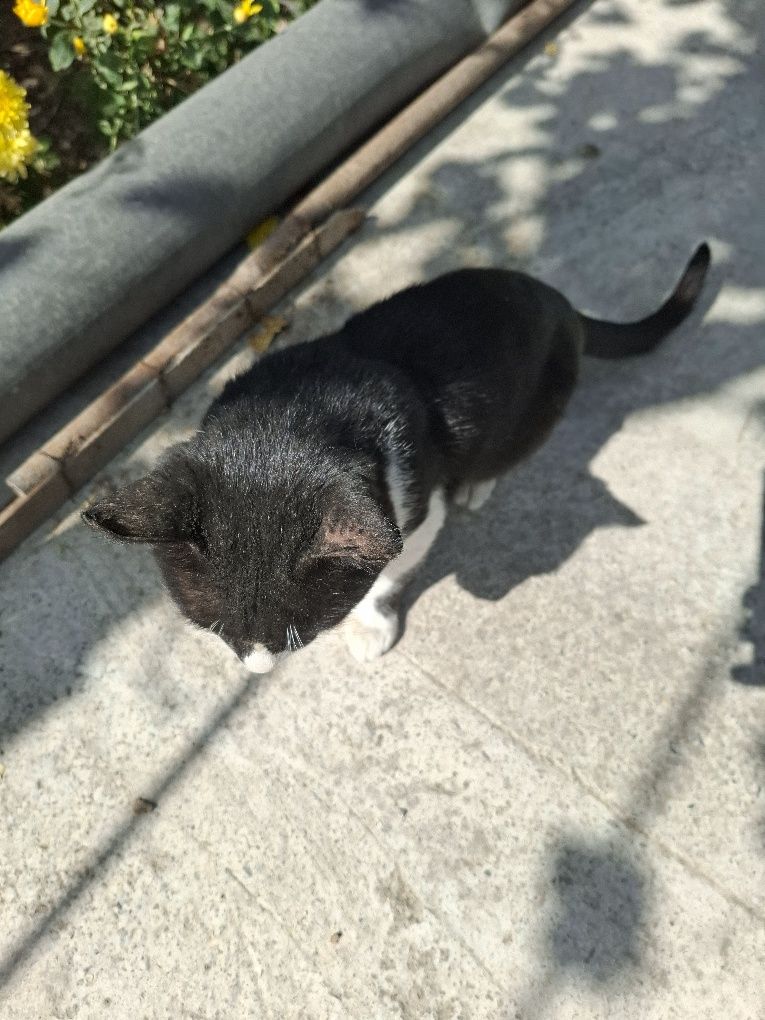 Mushuklar. Кошки