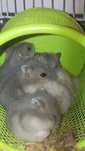 Donez 8 hamsteri gratuit, de culoare alba si maro închis