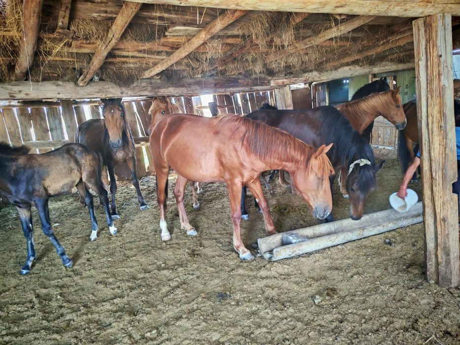 Жылқы сатылады құлынды бие