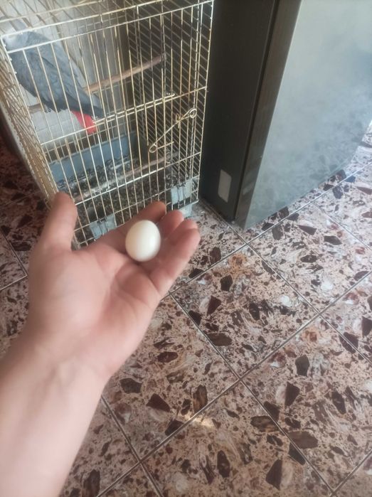 Papagal vorbitor Jako
