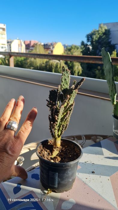 Кактуси , агавве малки и големи