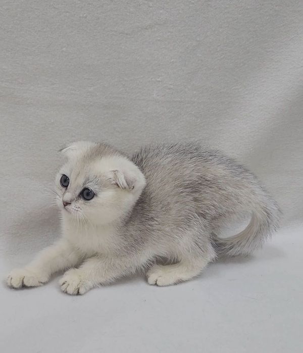 Скоттиш фолд серебристая шиншилла