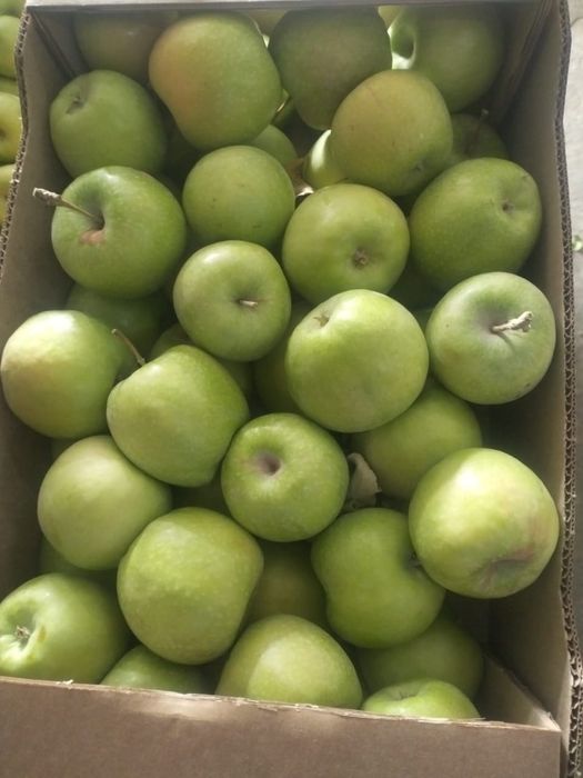 Яблоко свежее 1 сорт, урожай 2025г