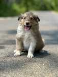 Pui femela Collie Rough!