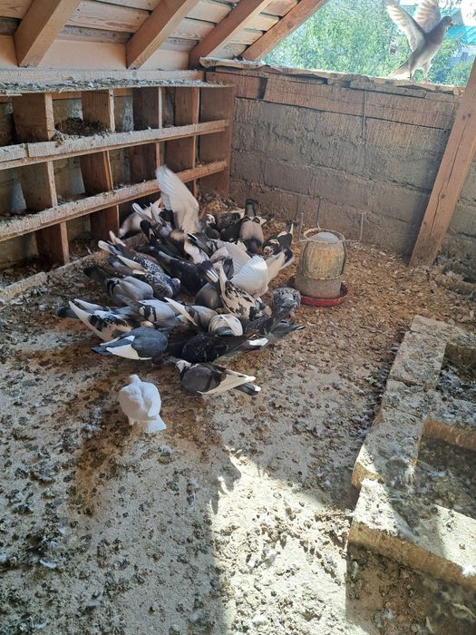 Vând porumbei voiajori