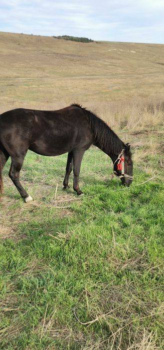 Mânz castrat, 3 ani jumate