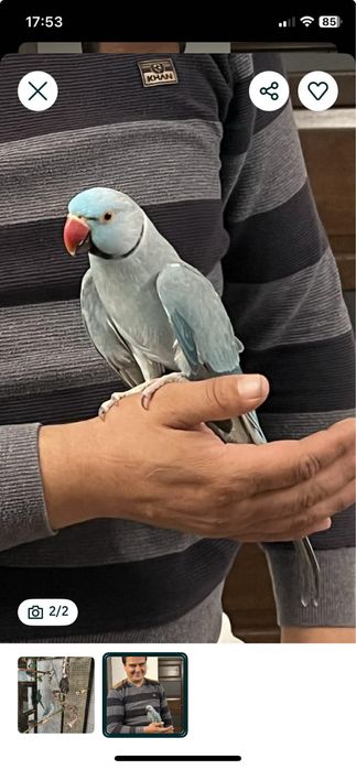 Papagal Micul Alexandru