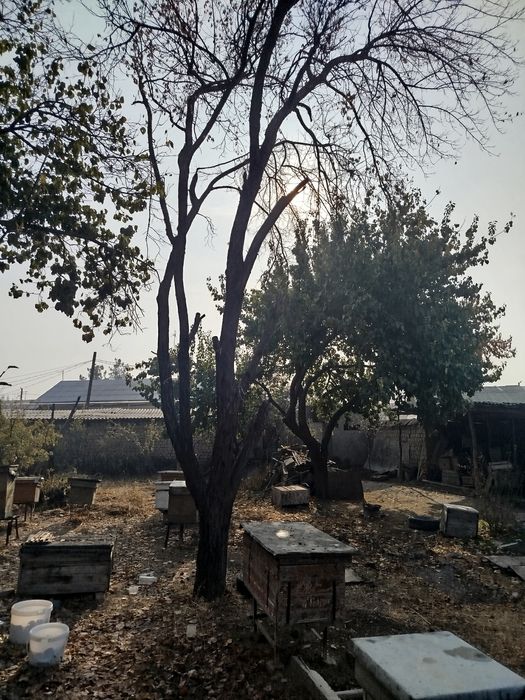 Дерево орех и два дерева yрюка, ёнғок дарахт ва иккита ўрик дарахти