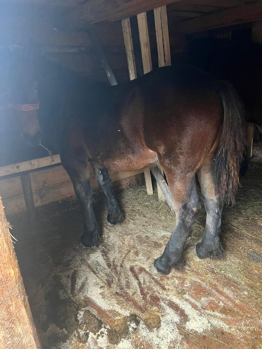 Vând manza frumoasa