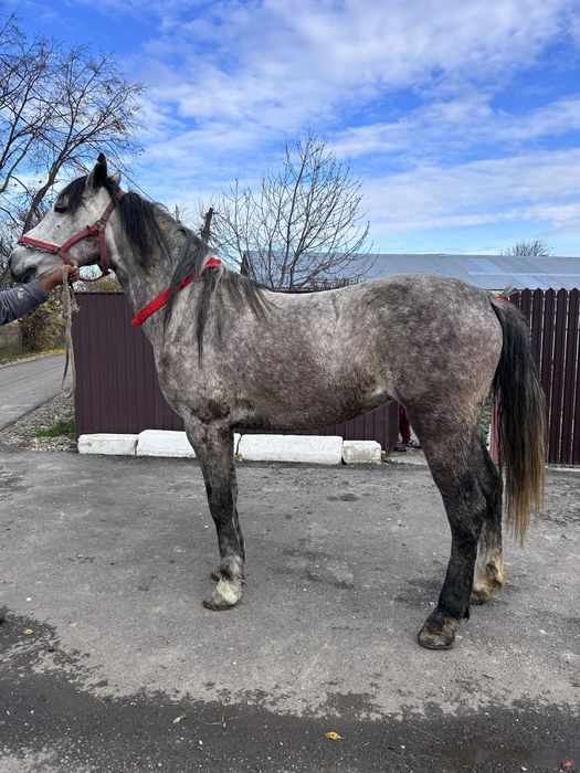 Iapa de 5 ani foarte cuminte