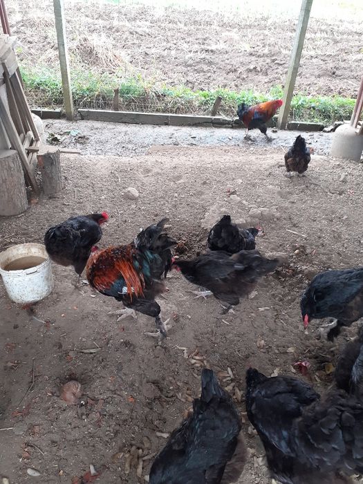 Vând gaini Maran .patru bucăți și un cocos au un an jumate .șanț depar