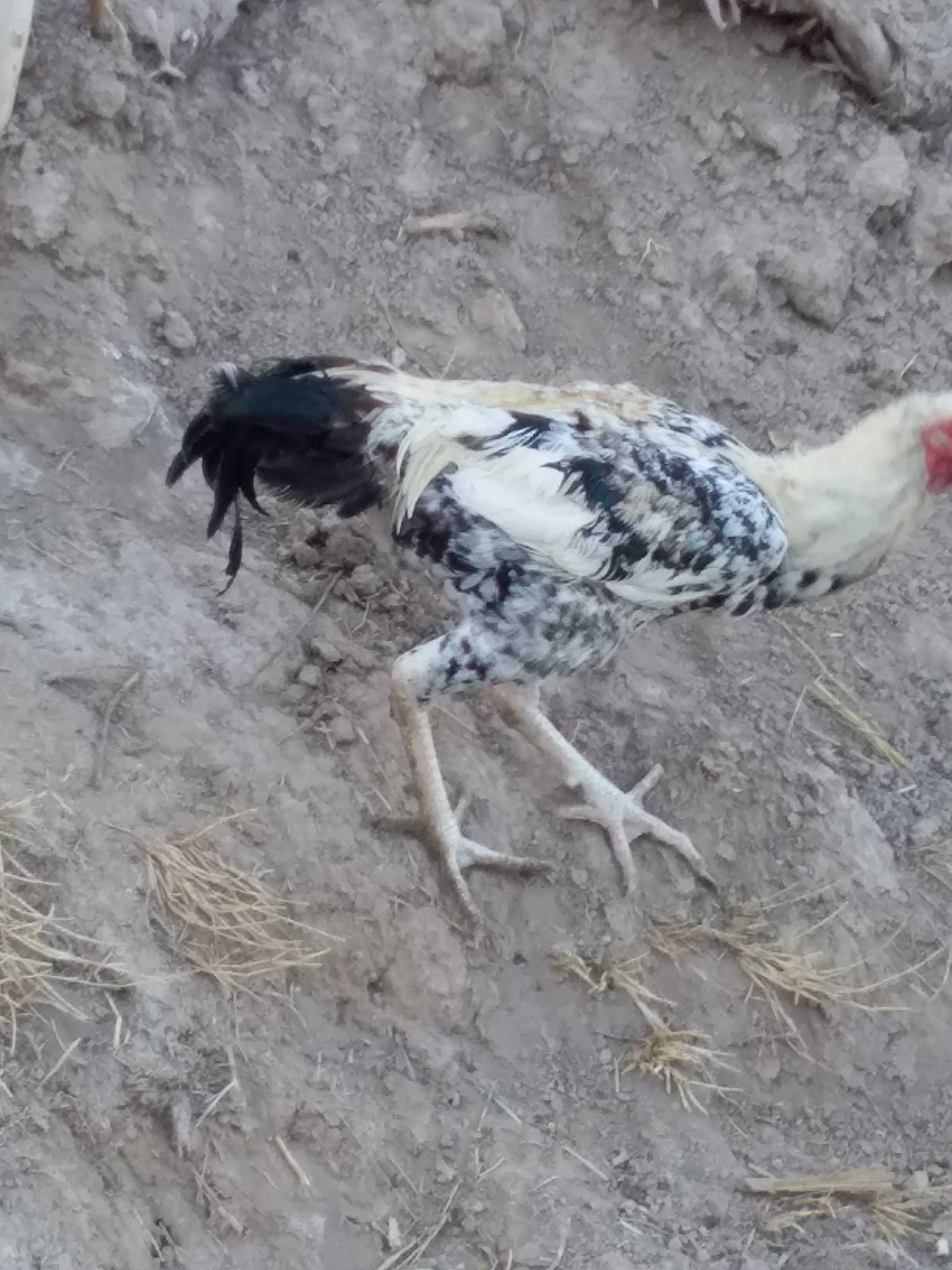 Dakan jo'ja sotiladi 15 kunlik